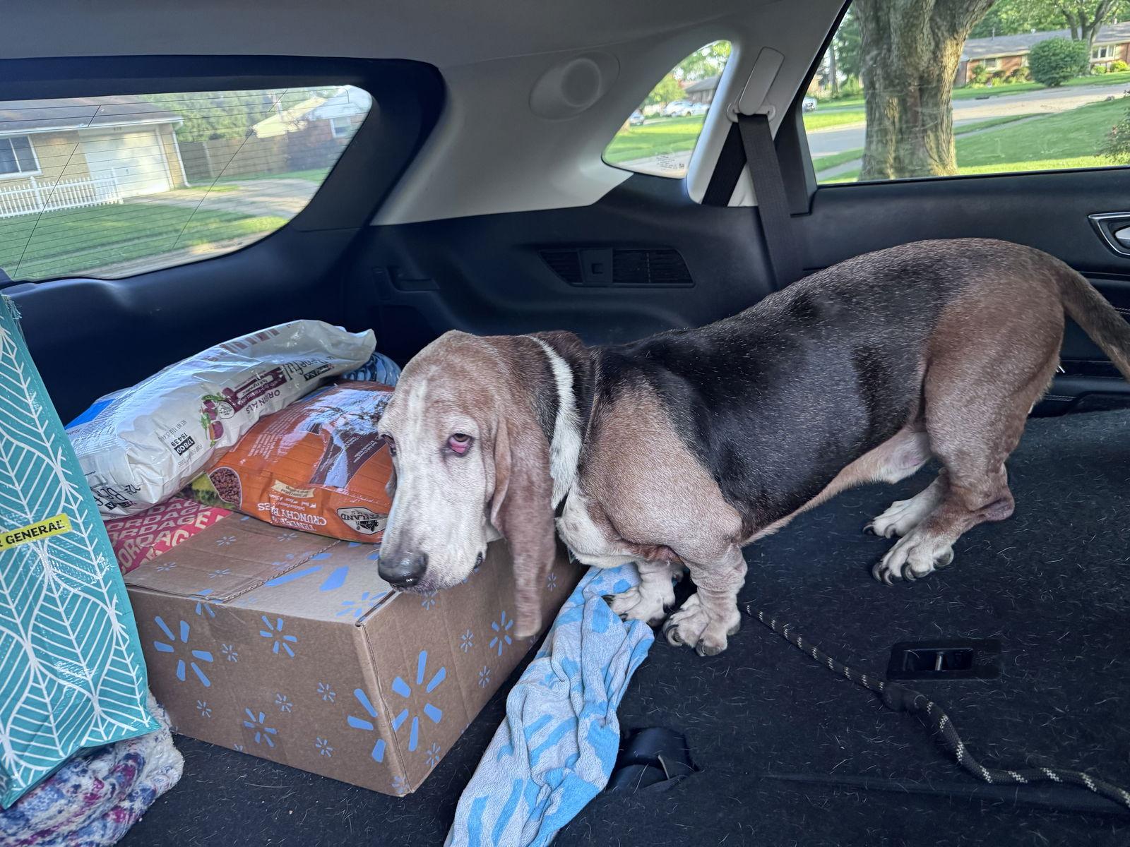 Tucker Eugene, Adopted, Senior Male Basset Hound.