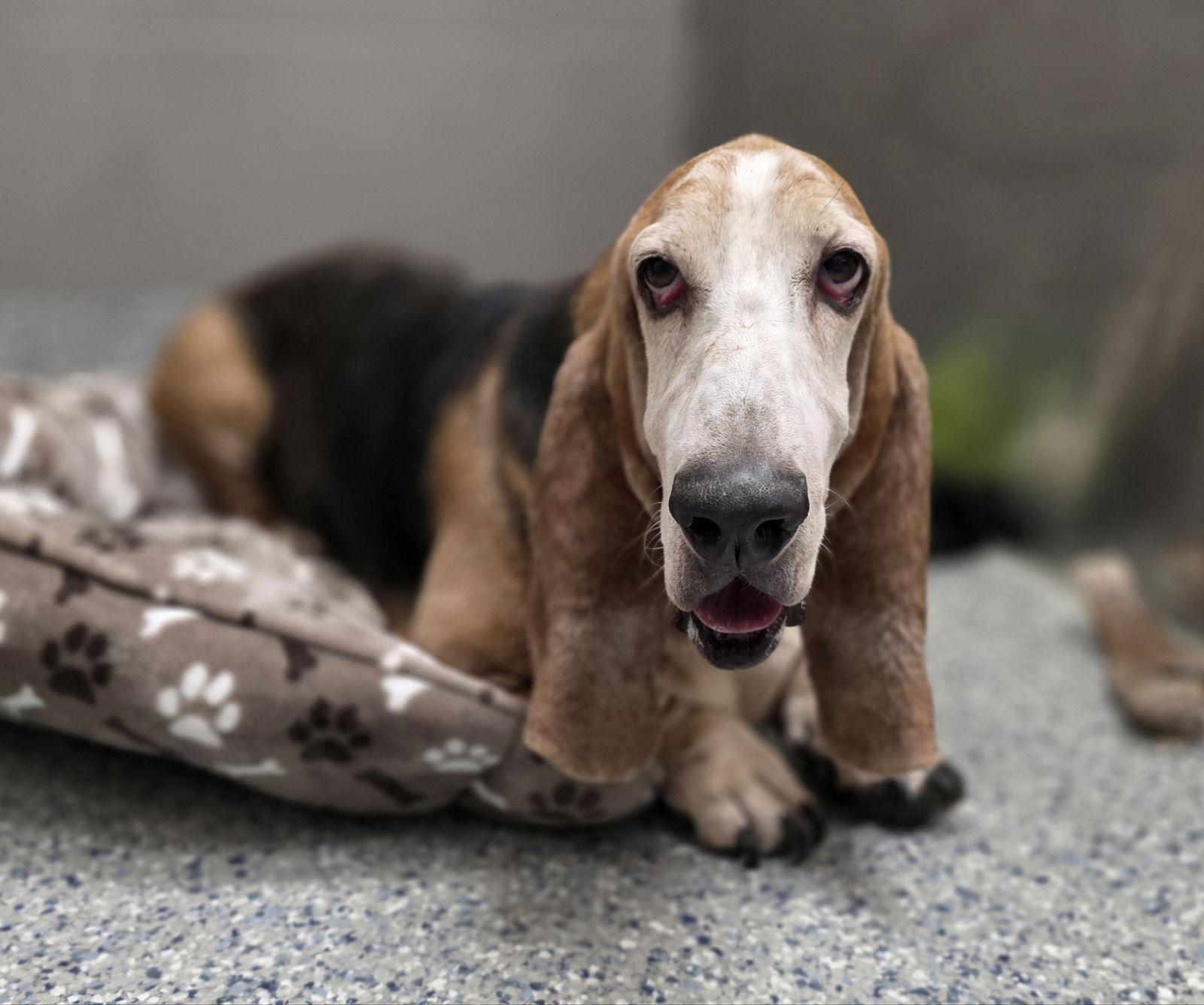 Enlarge Tucker Eugene, a Adopted Basset Hound in Brookville, OH image 2/3