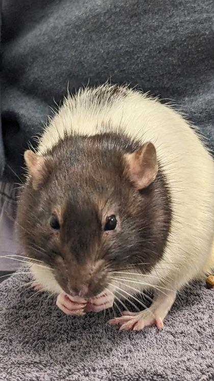 Roy, Adoptable, Adult Male Rat & Rat.