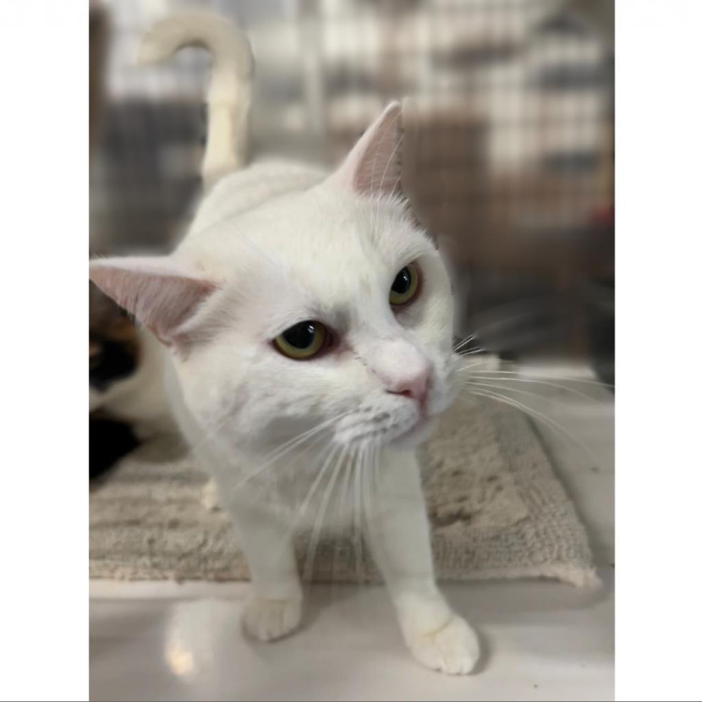 Enlarge Sundae, a Adoptable Domestic Short Hair in Hemet, CA image 1/4