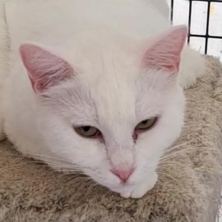 Enlarge Sundae, a Adoptable Domestic Short Hair in Hemet, CA image 2/4