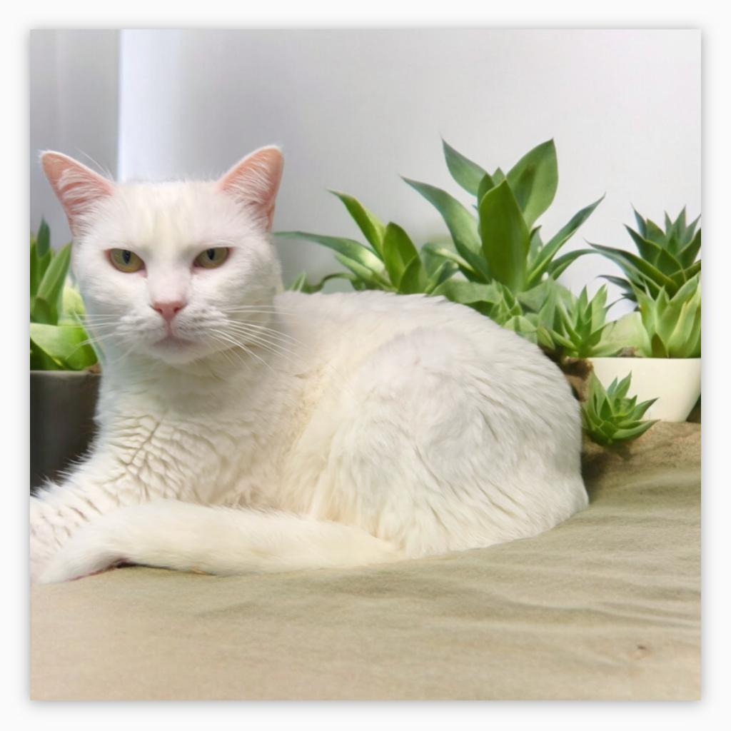 Enlarge Sundae, a Adoptable Domestic Short Hair in Hemet, CA image 3/4