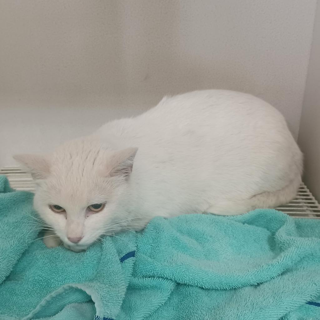 Enlarge Sundae, a Adoptable Domestic Short Hair in Hemet, CA image 4/4