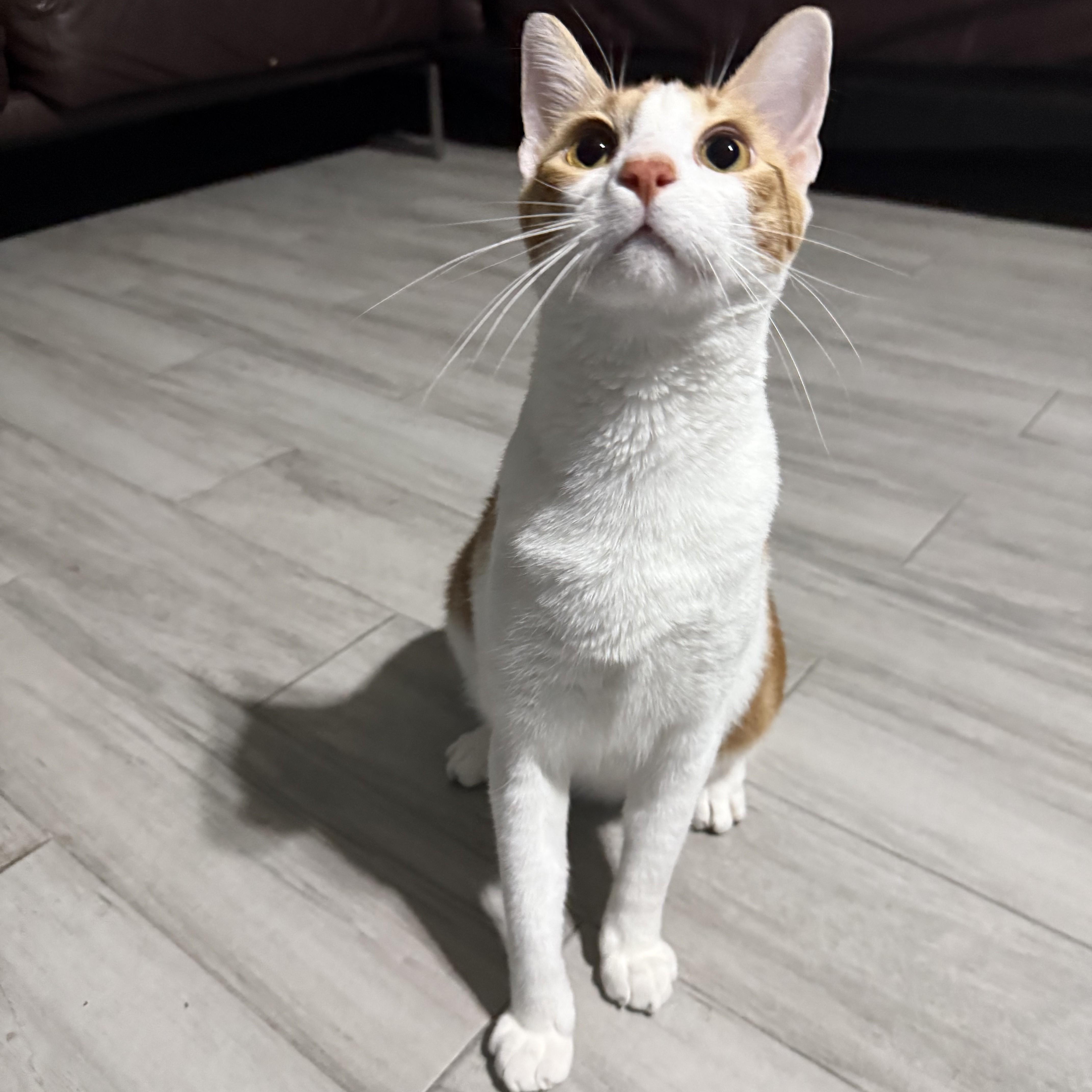 Concho, a Adoptable Domestic Short Hair in Allen, TX image 1/4