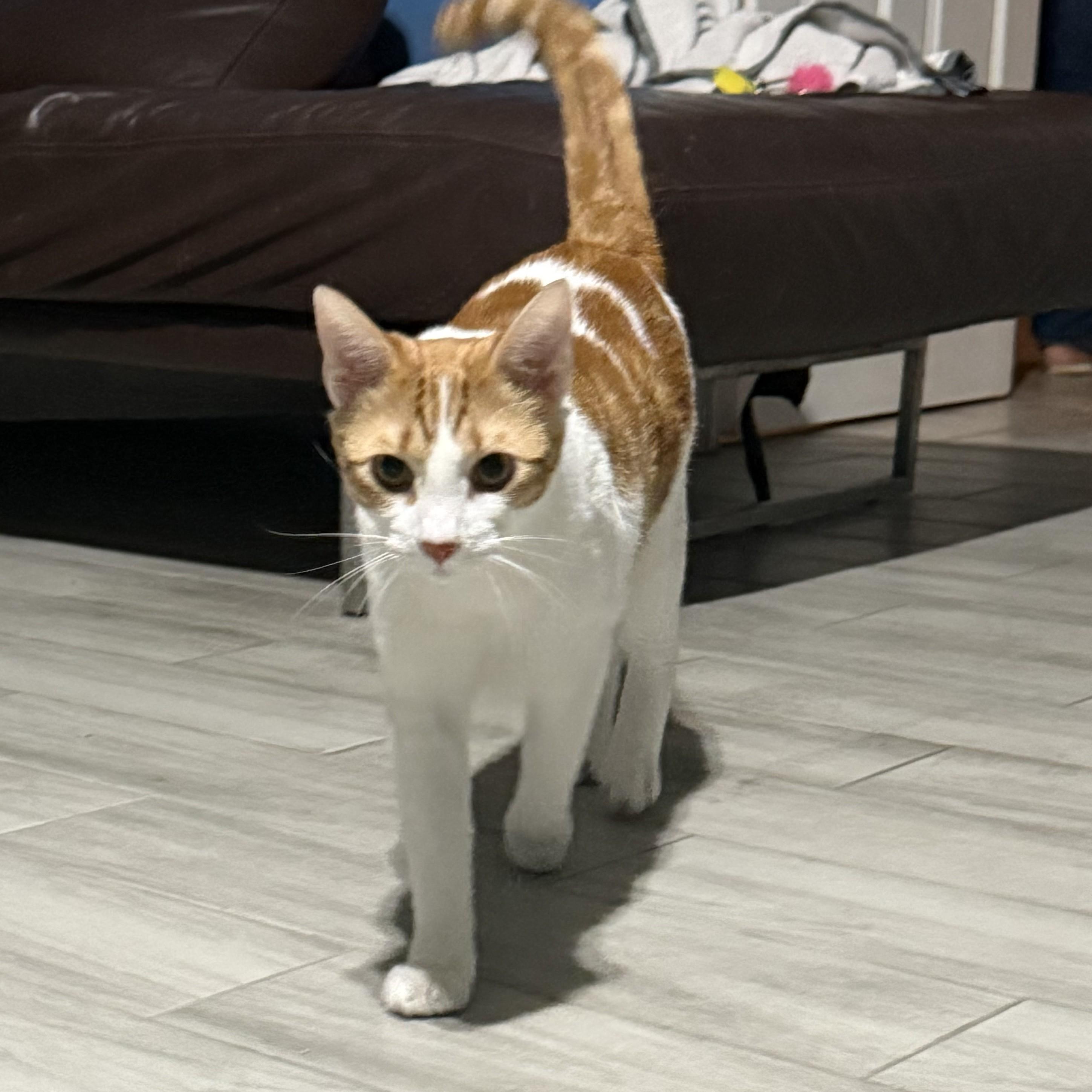 Concho, a Adoptable Domestic Short Hair in Allen, TX image 2/4