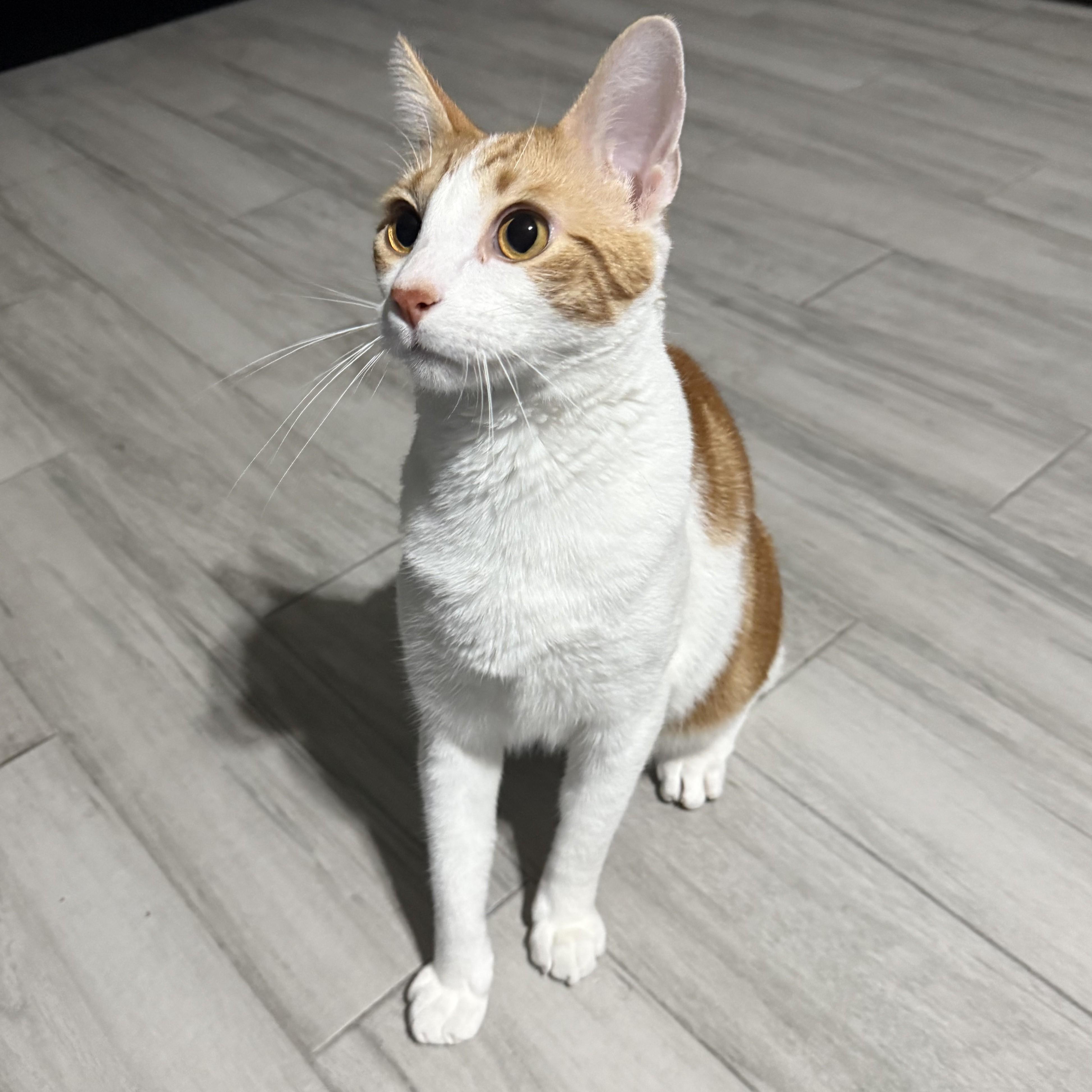 Concho, a Adoptable Domestic Short Hair in Allen, TX image 3/4