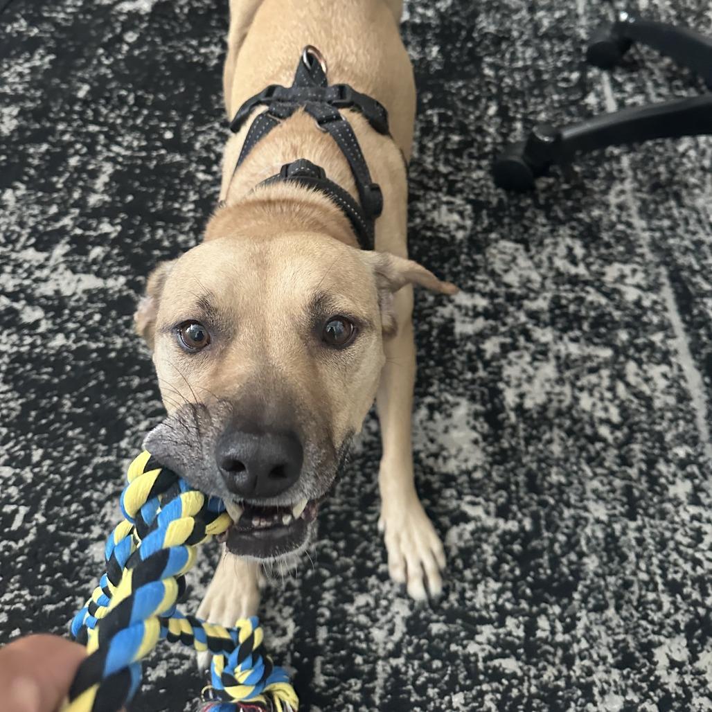 Enlarge Bandit, a Adoptable mixed breed in Pasadena, CA image 3/6