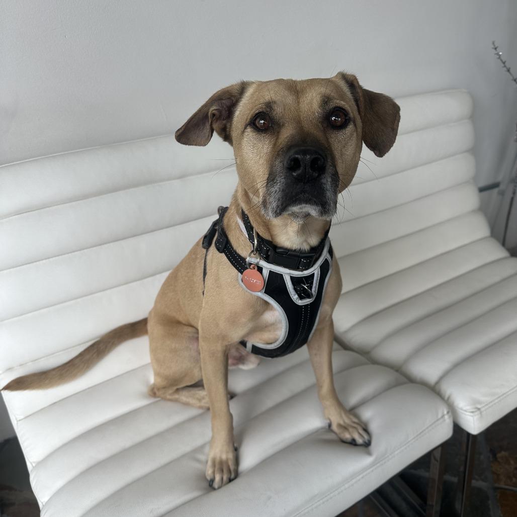 Enlarge Bandit, a Adoptable mixed breed in Pasadena, CA image 4/6