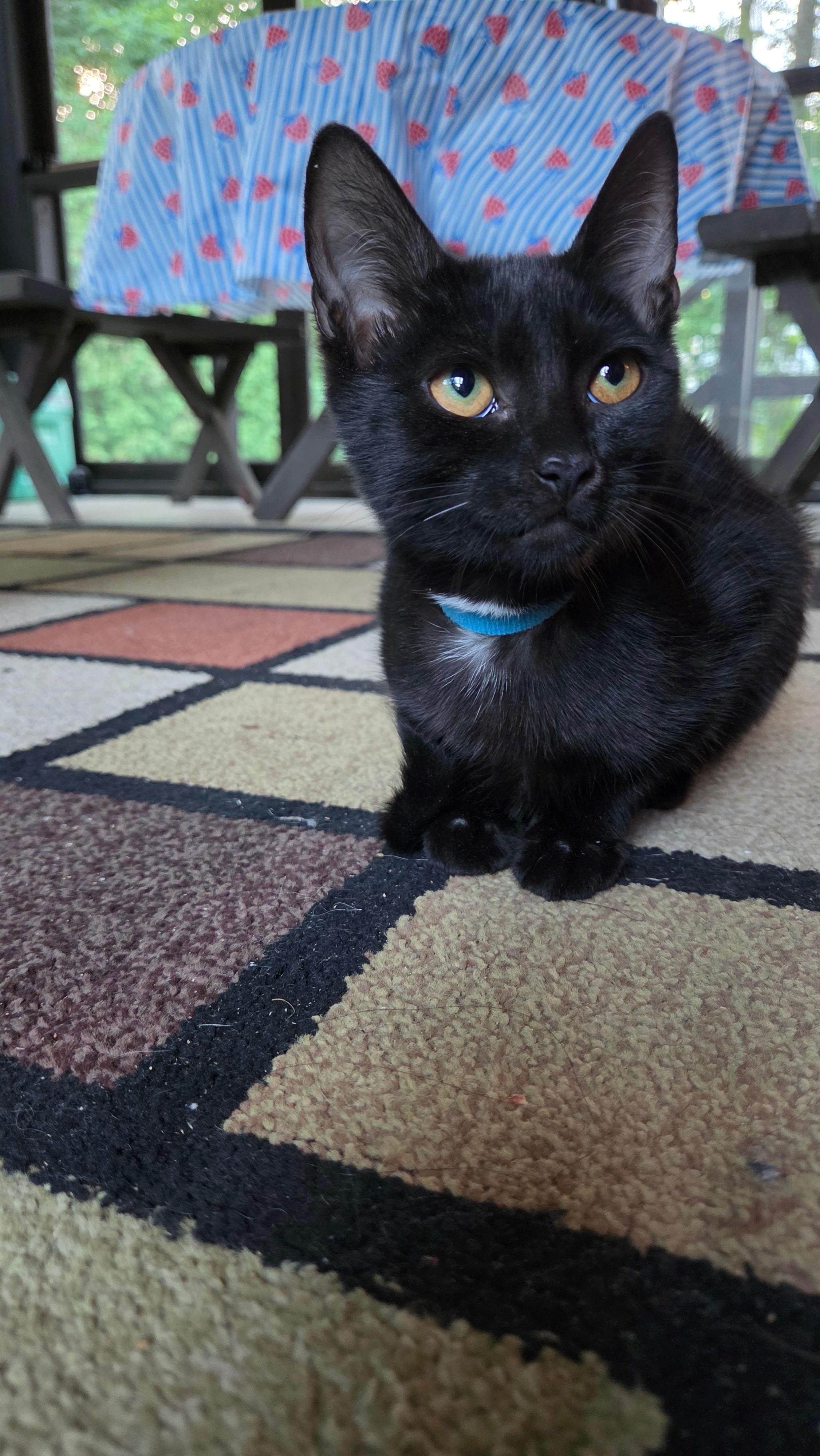 Bow Tie, an adopted Domestic Short Hair in Melrose, MA image 5/6
