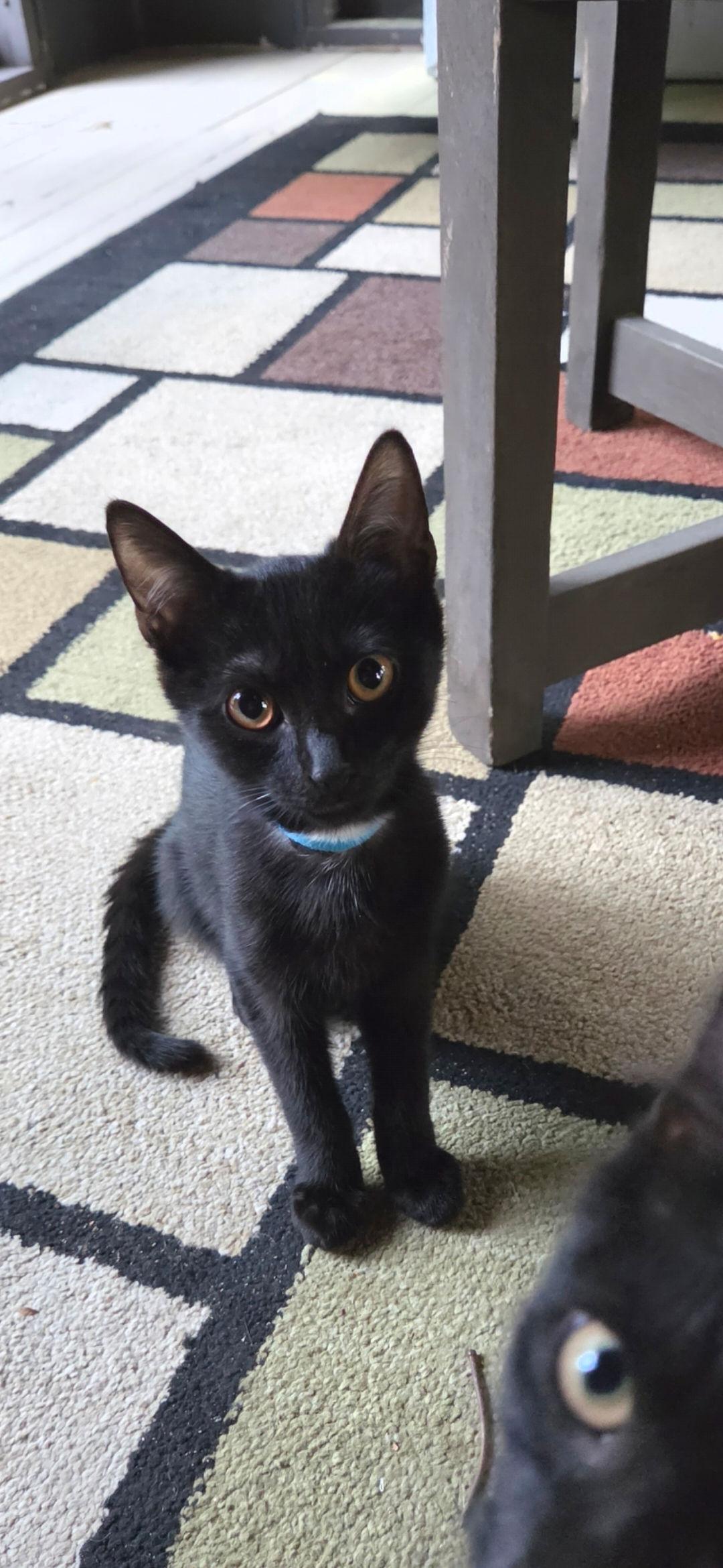 Bow Tie, adopted, Kitten Male Domestic Short Hair.