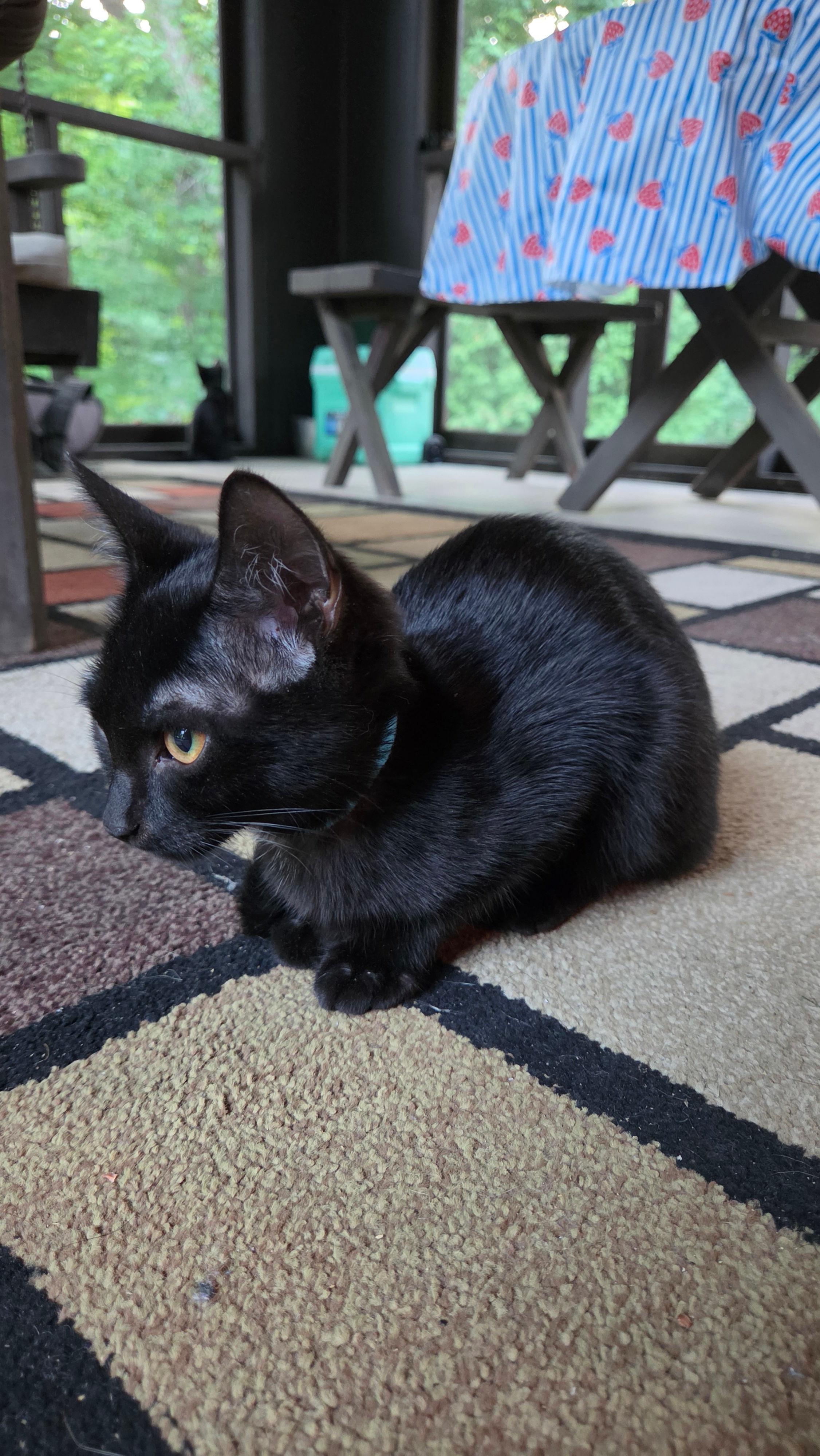 Bow Tie, an adopted Domestic Short Hair in Melrose, MA image 3/6