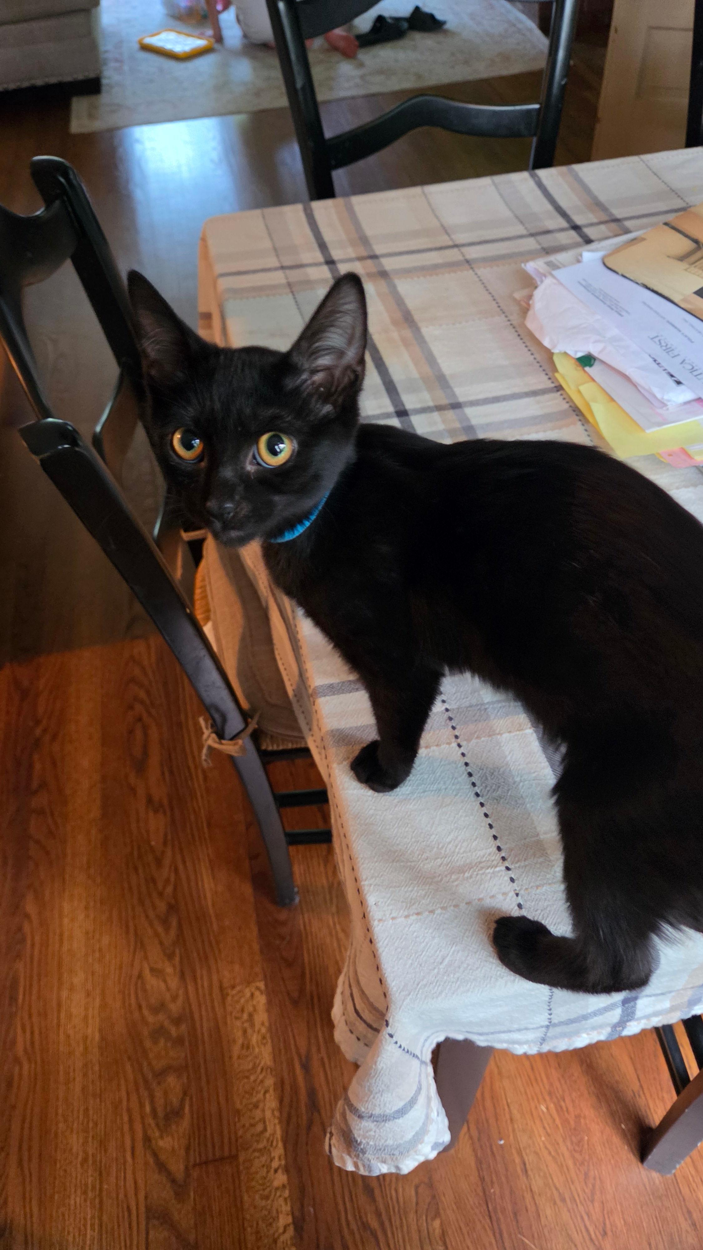 Bow Tie, an adopted Domestic Short Hair in Melrose, MA image 2/6