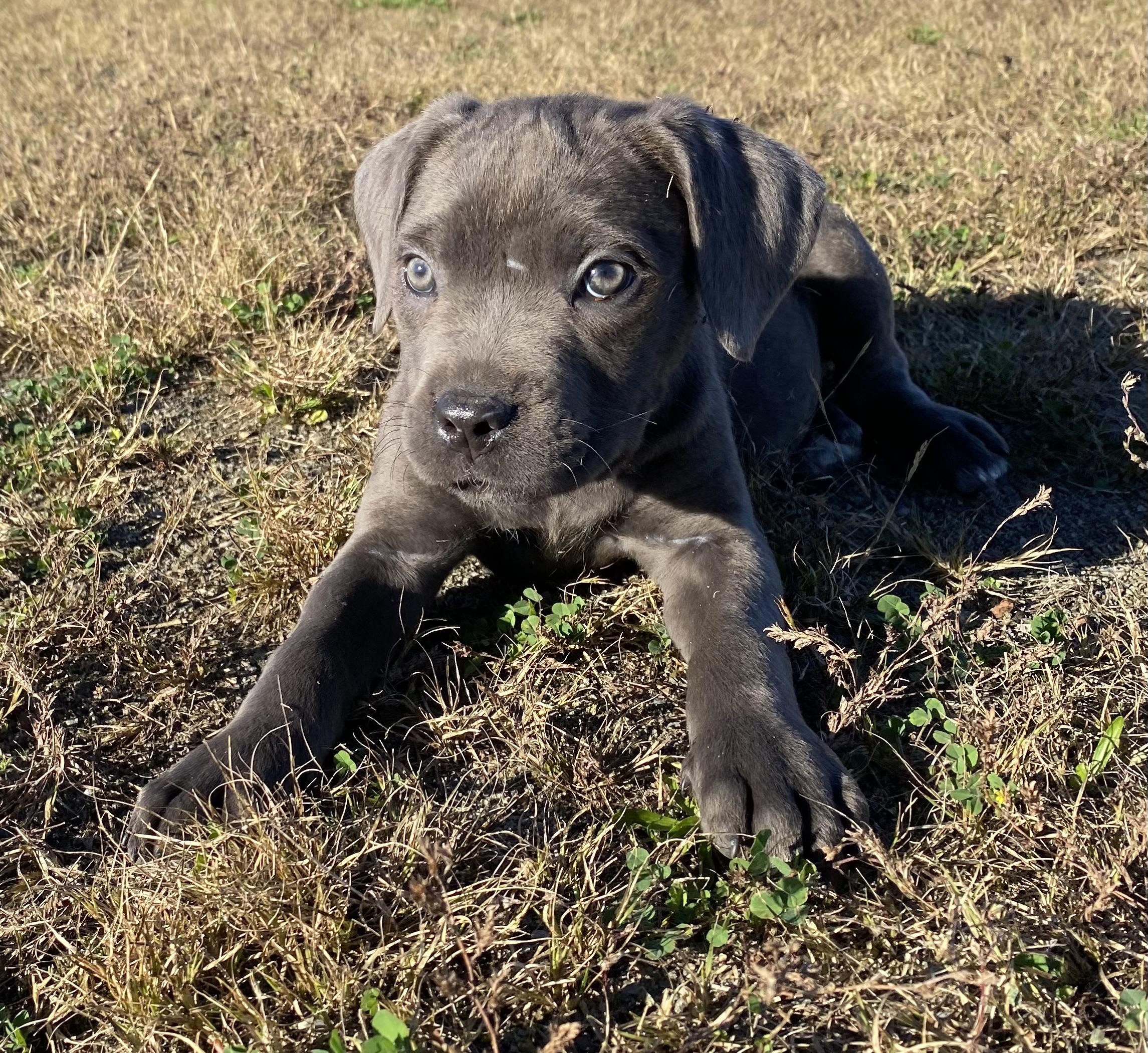 Enlarge Remy, a Adoptable Cane Corso in Ewing, NJ image 4/6