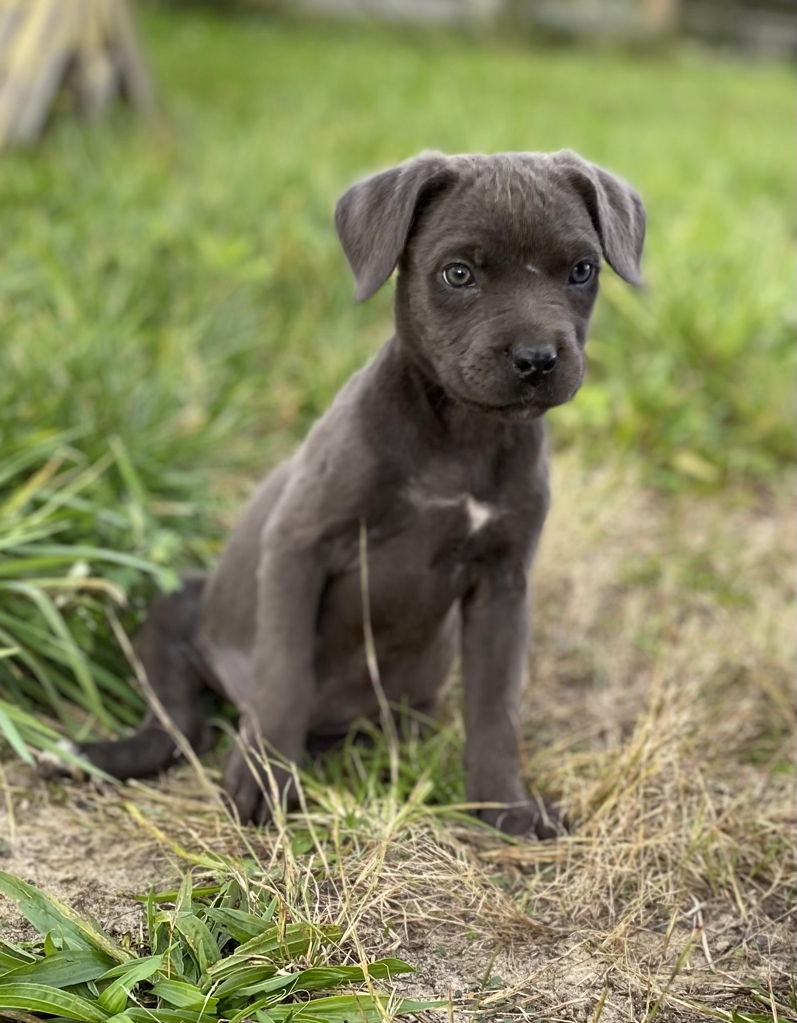 Enlarge Remy, a Adoptable Cane Corso in Ewing, NJ image 1/6
