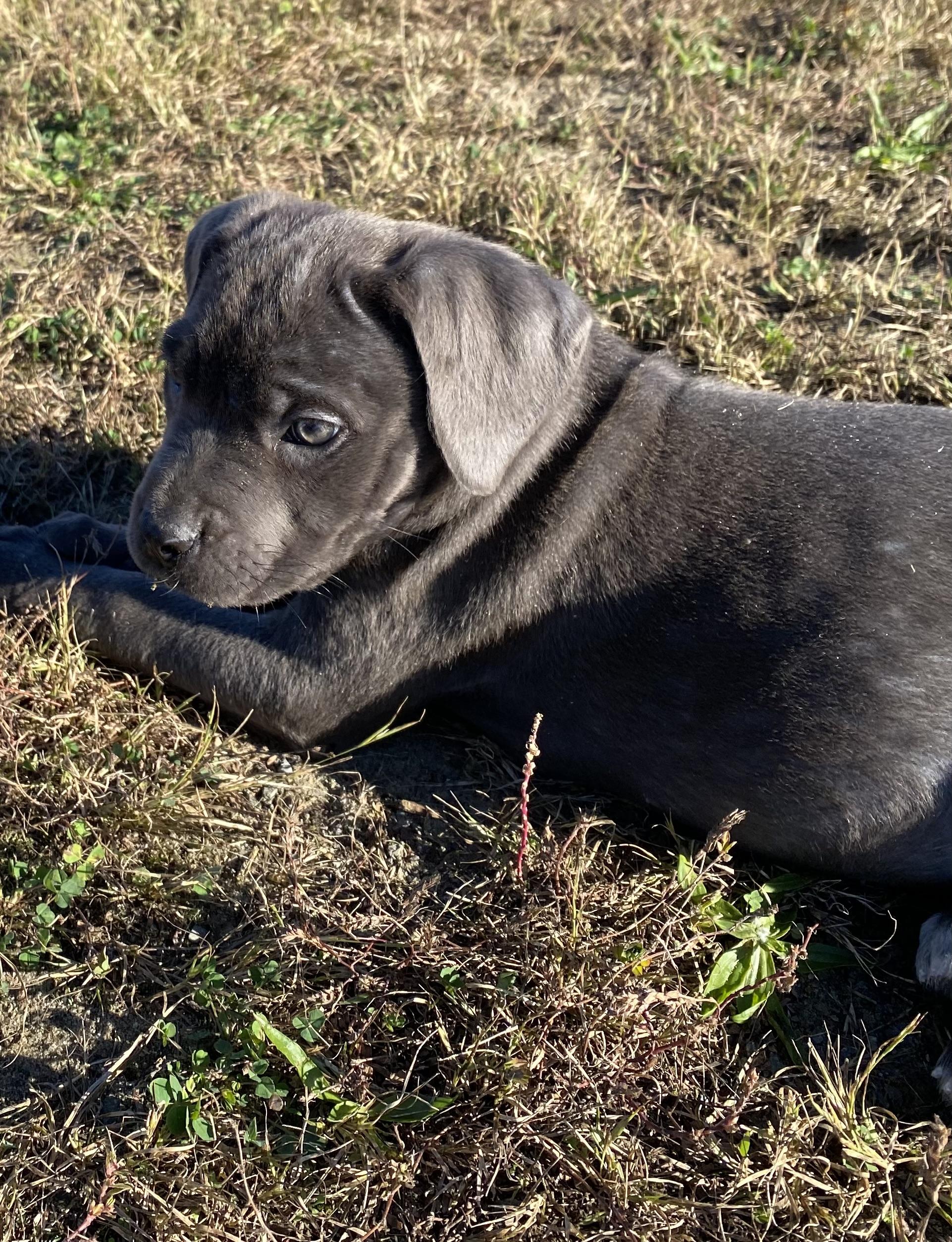 Enlarge Remy, a Adoptable Cane Corso in Ewing, NJ image 5/6