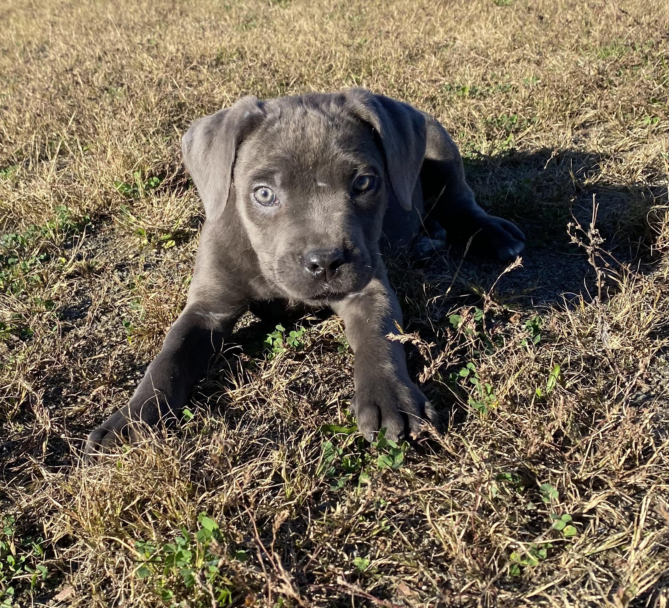 Enlarge Remy, a Adoptable Cane Corso in Ewing, NJ image 6/6