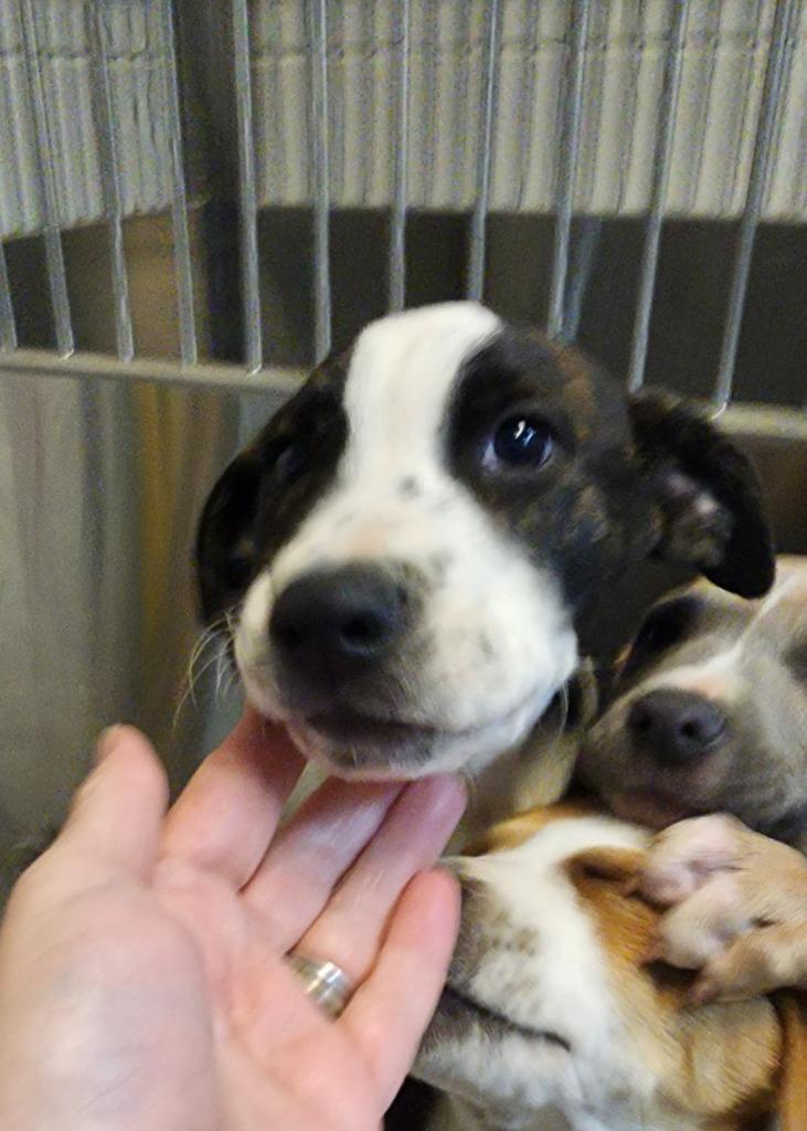 Berry 4, Adoptable, Young Male Mixed Breed.