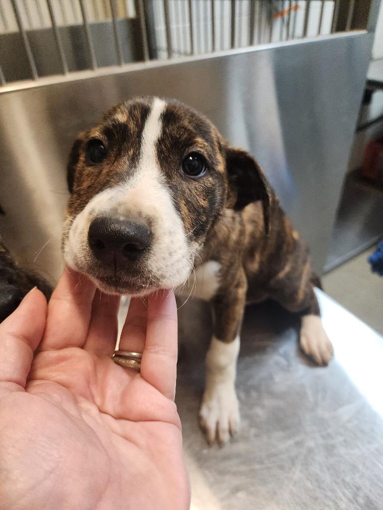 Enlarge Berry 4, a Adoptable mixed breed in Rome, GA image 2/2