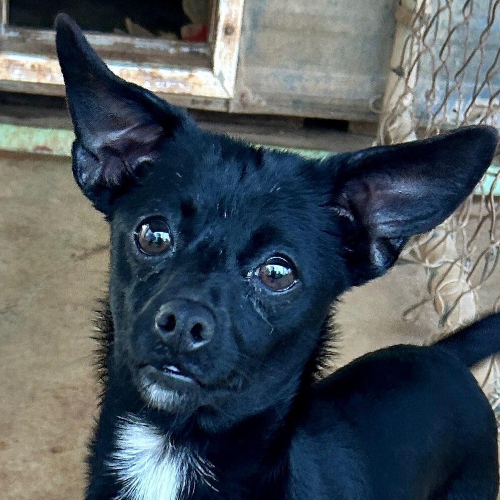 Enlarge Tori, a ADOPTABLE mixed breed in Lebanon, CT image 3/6