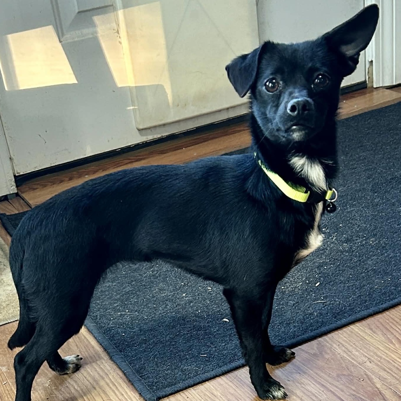 Enlarge Tori, a ADOPTABLE mixed breed in Lebanon, CT image 4/6