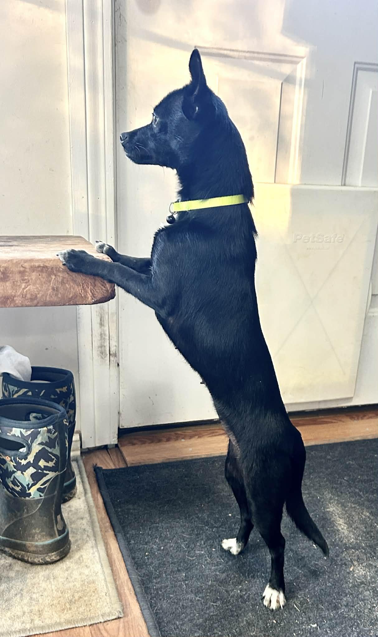 Enlarge Tori, a ADOPTABLE mixed breed in Lebanon, CT image 5/6