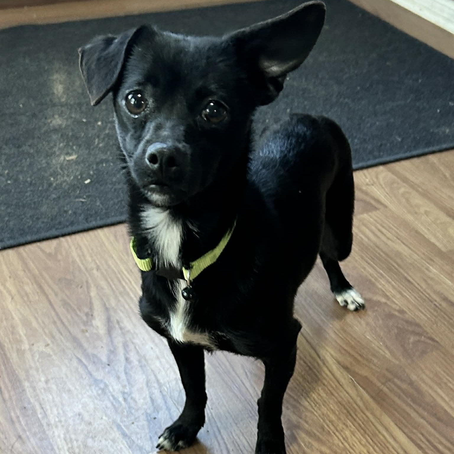 Enlarge Tori, a ADOPTABLE mixed breed in Lebanon, CT image 1/6