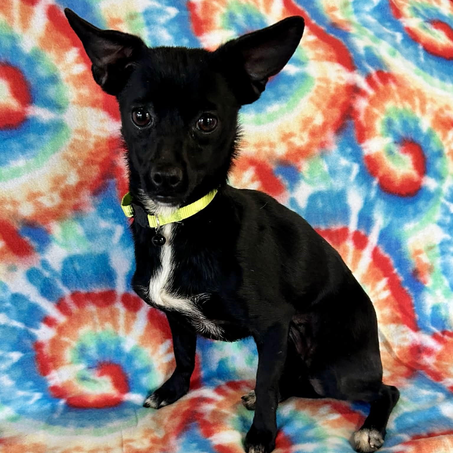 Enlarge Tori, a ADOPTABLE mixed breed in Lebanon, CT image 2/6