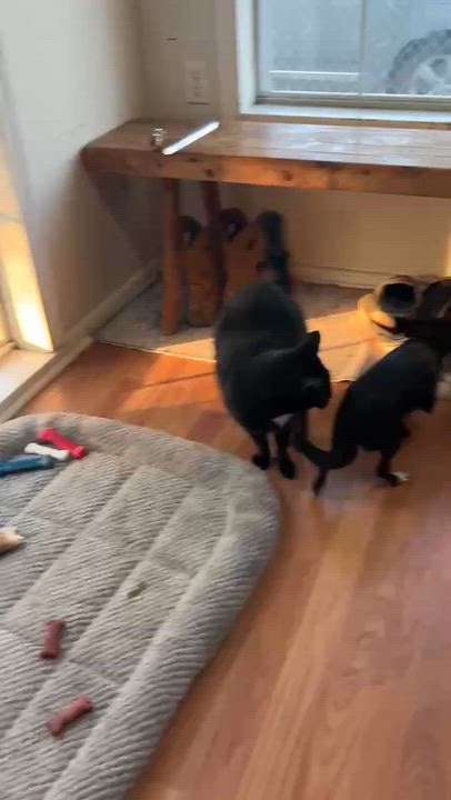 Enlarge Tori, a ADOPTABLE mixed breed in Lebanon, CT video 6/6