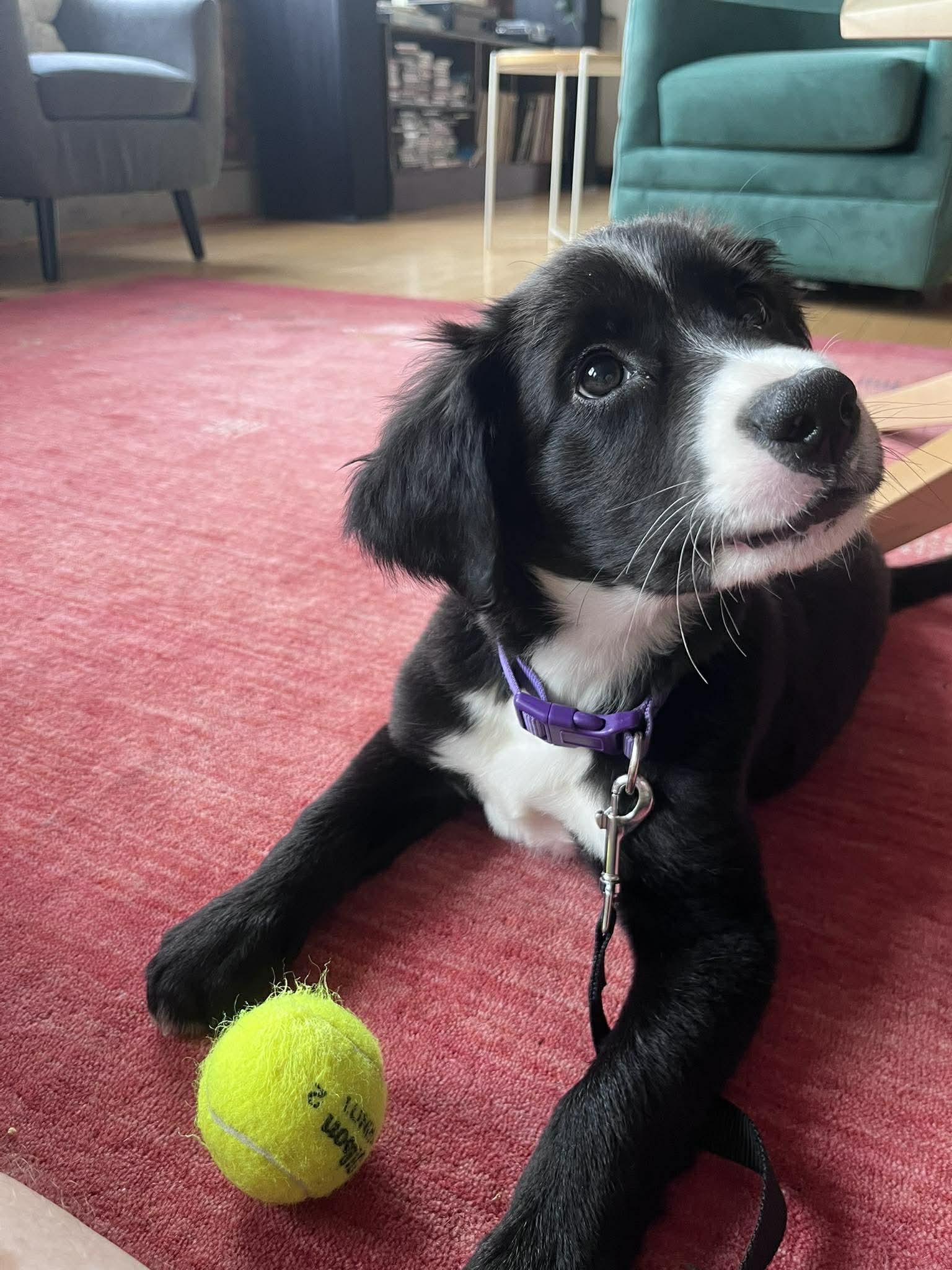 Enlarge Dougie, an adopted Mixed Breed in Rochester , NY image 3/4