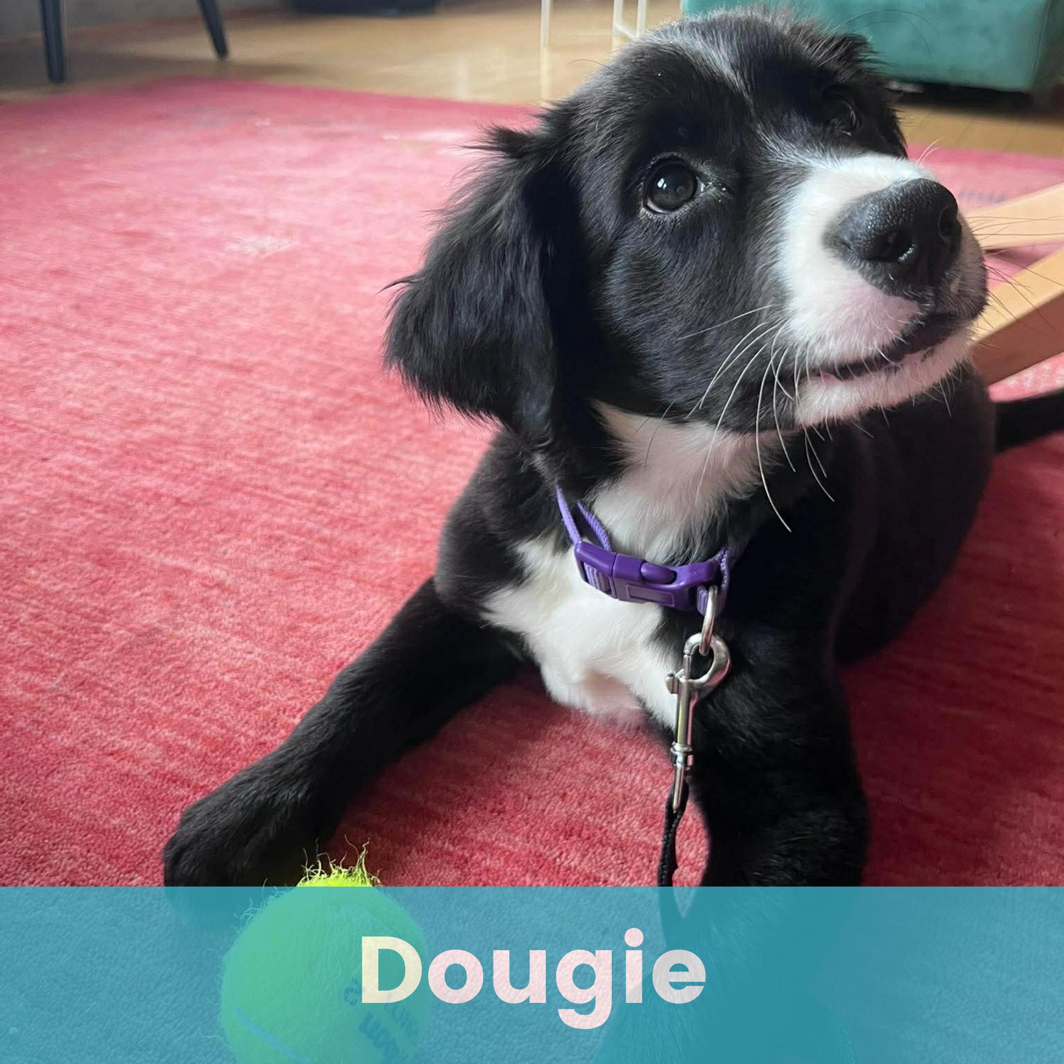 Dougie, adopted, Puppy Male Mixed Breed.