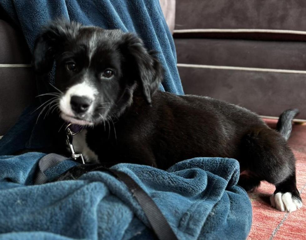 Enlarge Dougie, an adopted Mixed Breed in Rochester , NY image 2/4