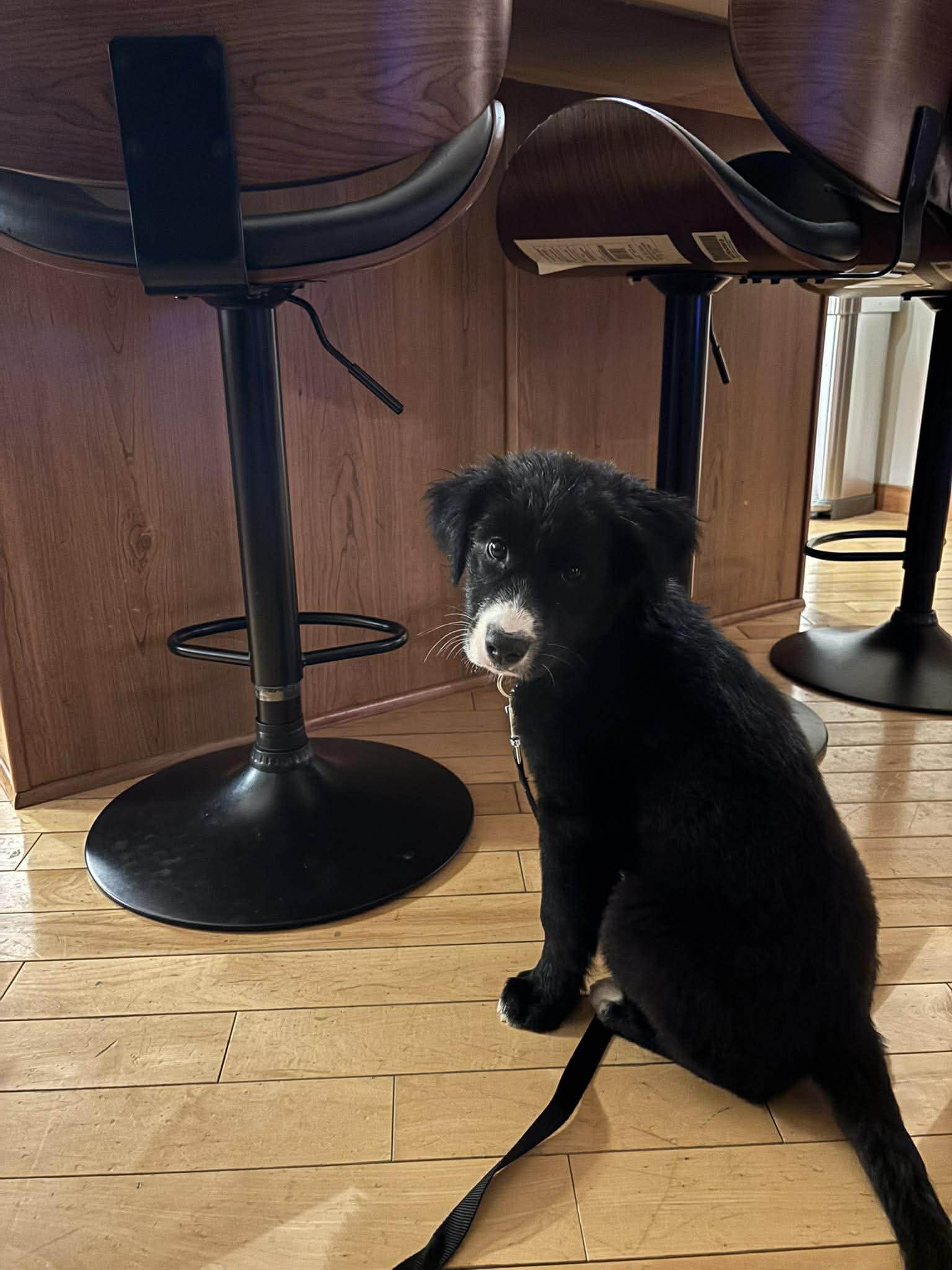 Enlarge Dougie, an adopted Mixed Breed in Rochester , NY image 4/4