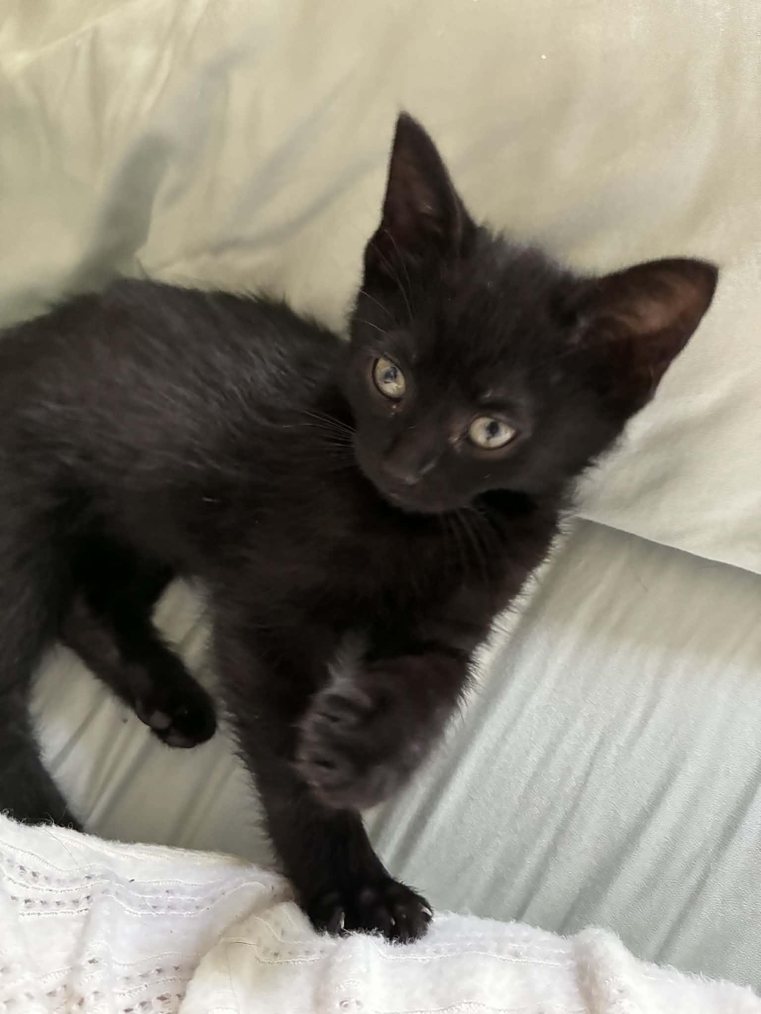Etta James "EJ", an adopted Domestic Medium Hair in Brockport, NY image 1/5