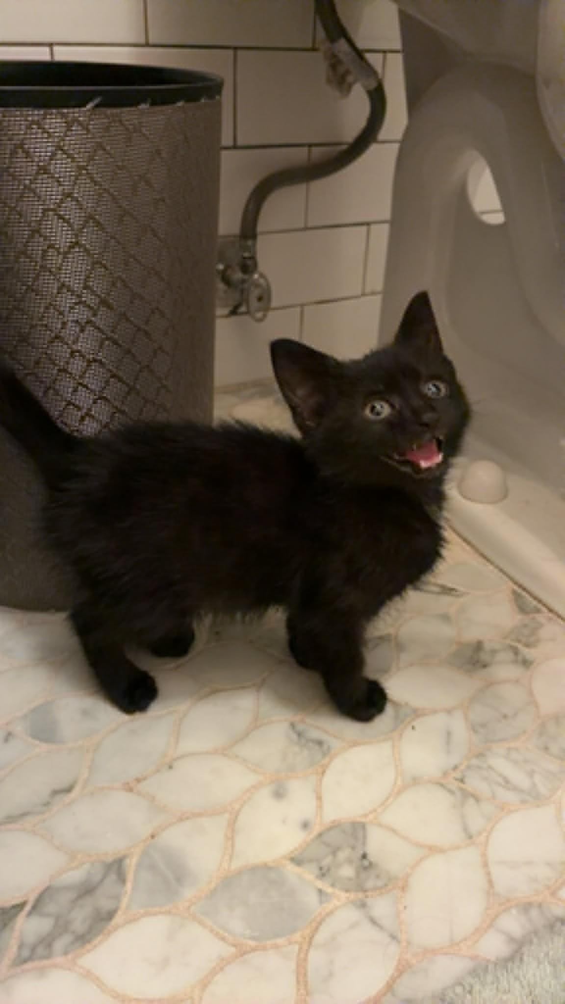 Etta James "EJ", an adopted Domestic Medium Hair in Brockport, NY image 5/5