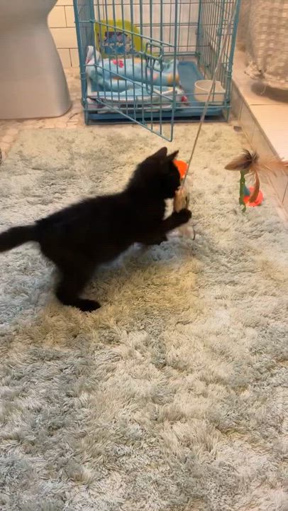 Enlarge Etta James "EJ", an adopted Domestic Medium Hair in Brockport, NY video 2/5