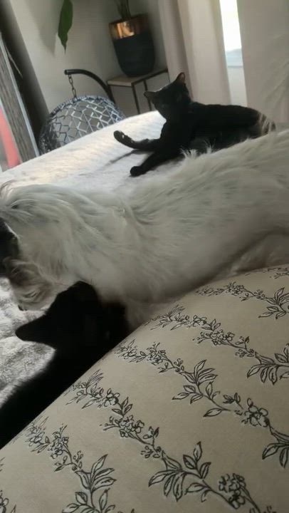 Enlarge Etta James "EJ", an adopted Domestic Medium Hair in Brockport, NY video 3/5