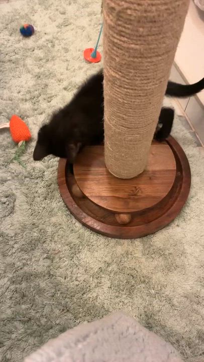 Enlarge Etta James "EJ", an adopted Domestic Medium Hair in Brockport, NY video 4/5