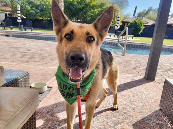 KA CHOW, Adoptable, Adult Male German Shepherd Dog & Mixed Breed.