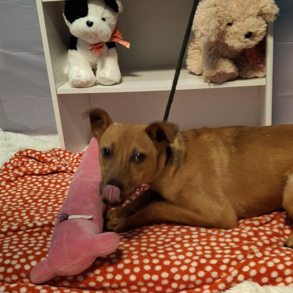 Mantis, Adoptable, Adult Female Doberman Pinscher & Mixed Breed.