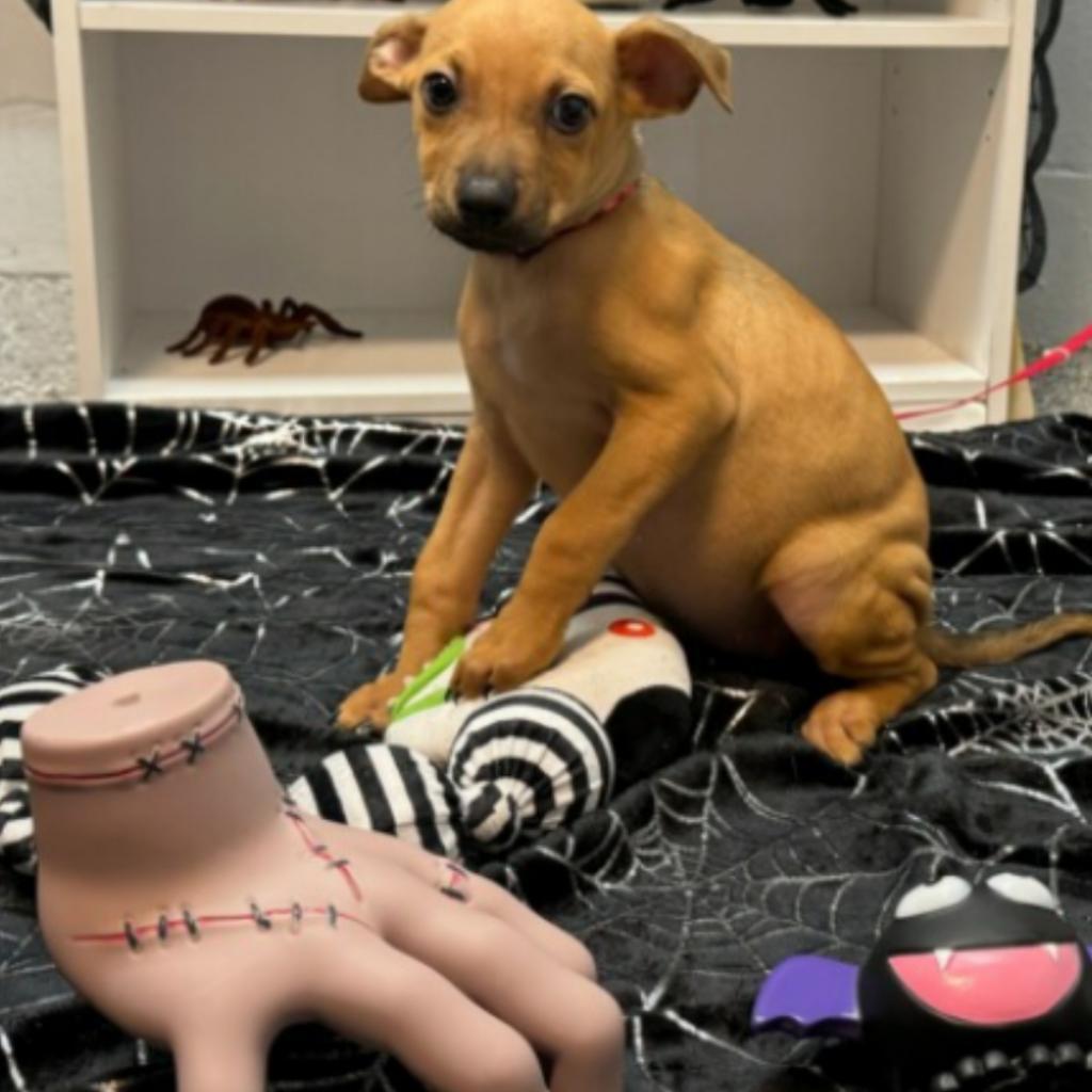 Enlarge Mantis, a Adoptable mixed breed in South Houston, TX image 2/2