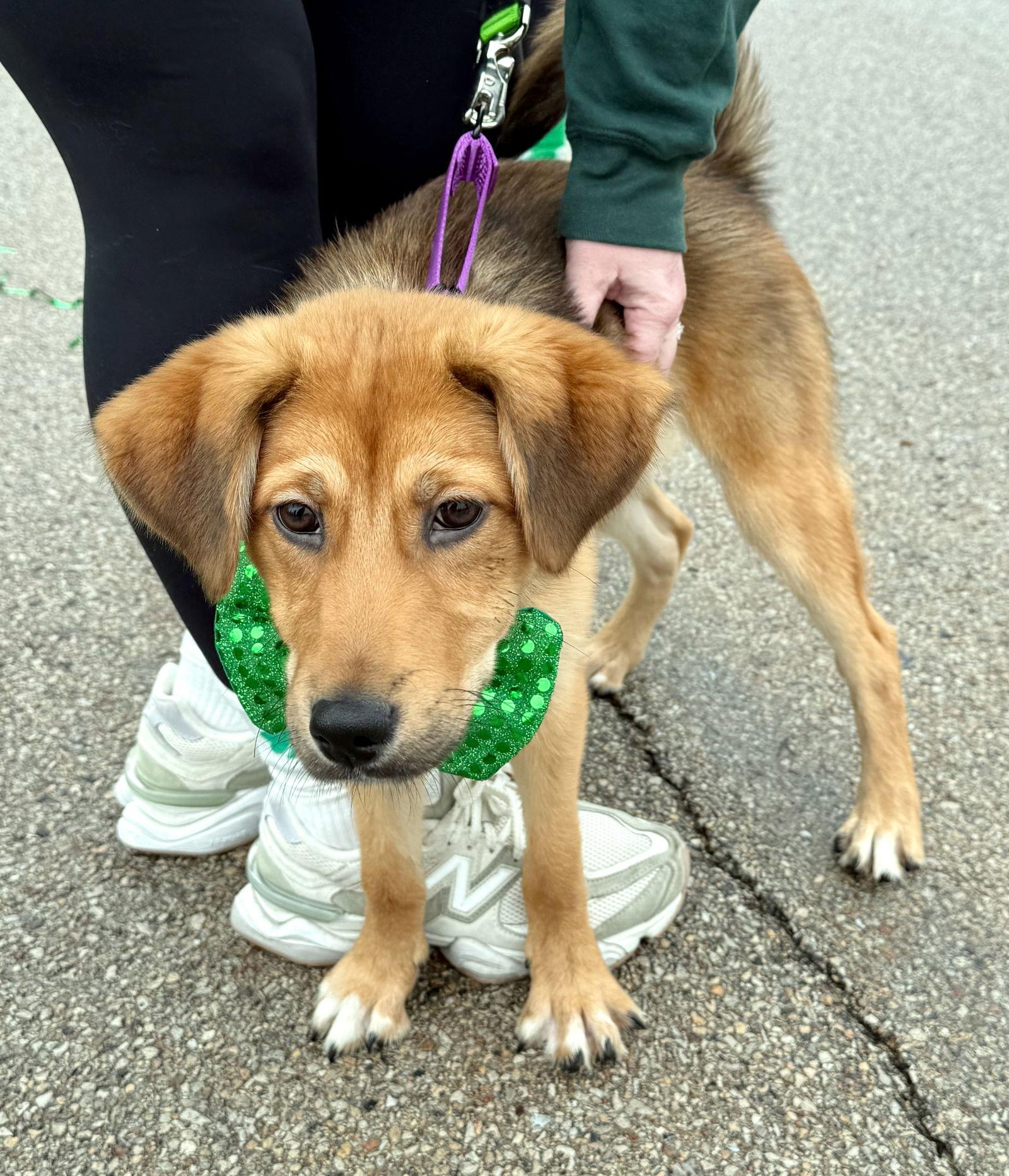 Buttercup, Adoptable, Puppy Female German Shepherd Dog & Husky.