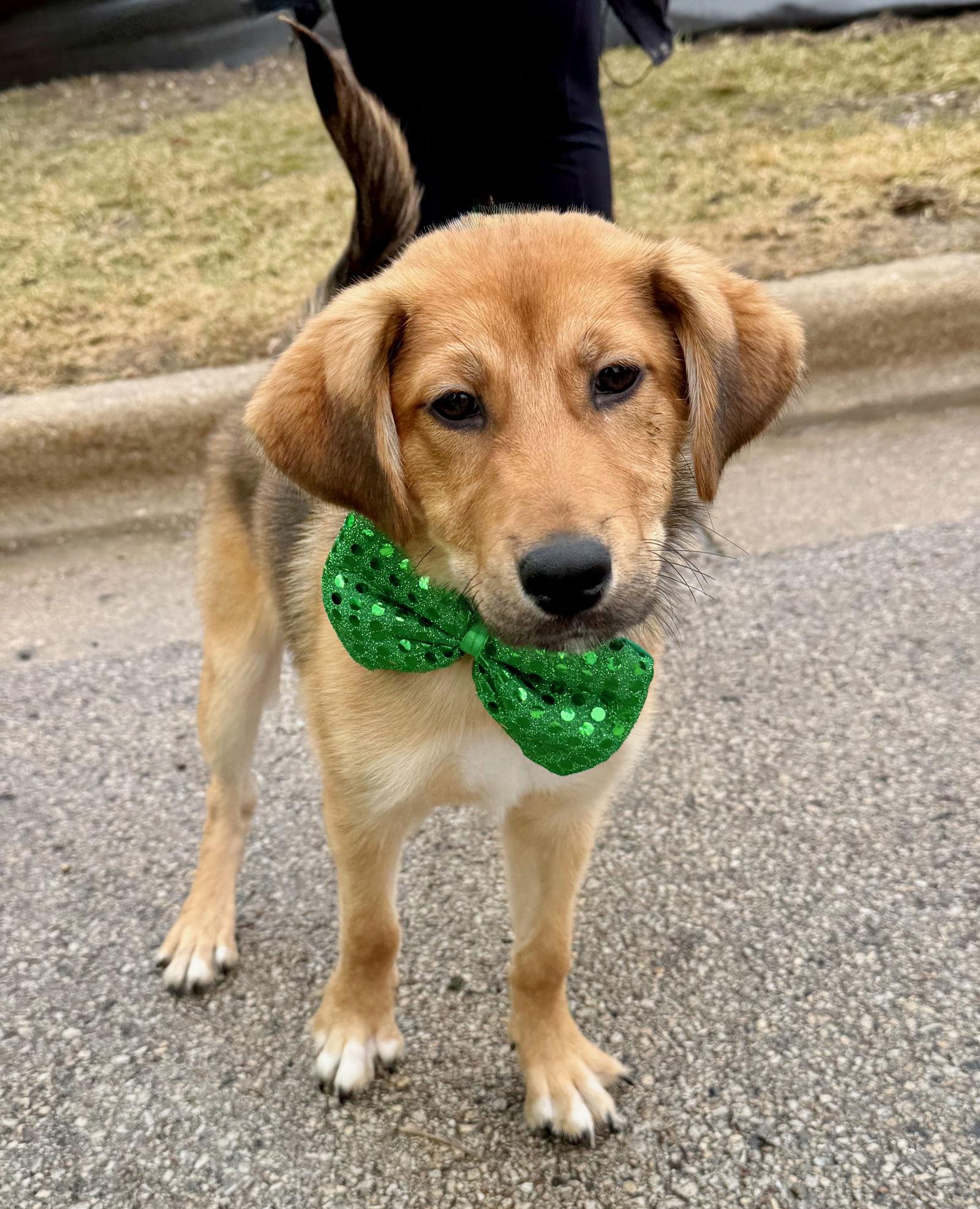 Enlarge Buttercup, a Adoptable mixed breed in GILBERTS, IL image 2/3