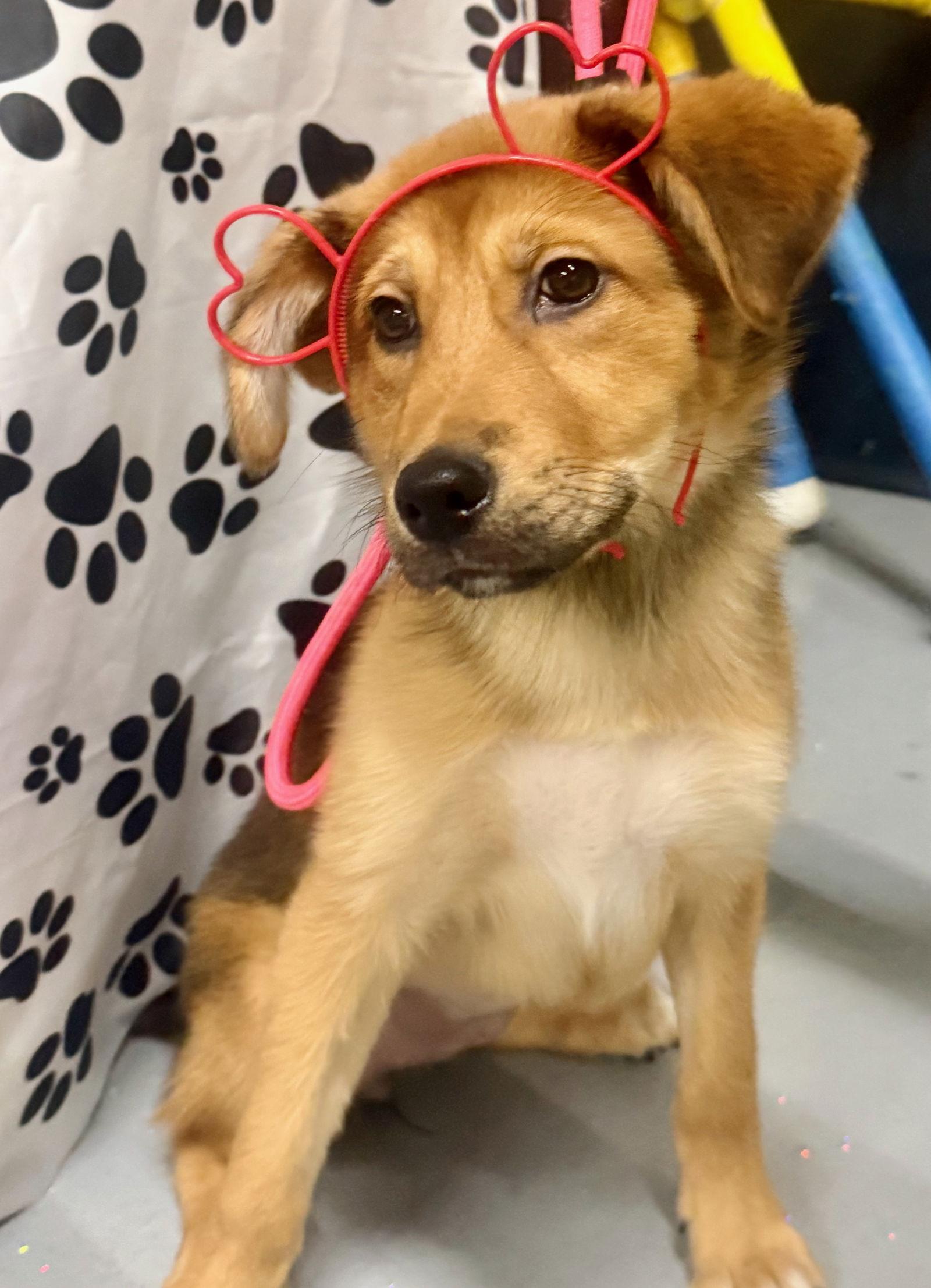 Enlarge Buttercup, a Adoptable mixed breed in GILBERTS, IL image 3/3