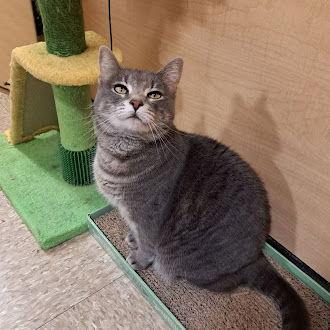 Hyrri 6.1.21, Adoptable, Adult Female Domestic Short Hair.