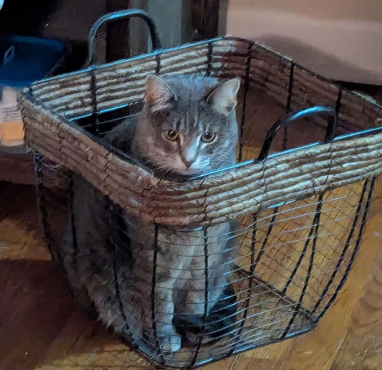 Enlarge Hyrri 6.1.21, a Adoptable Domestic Short Hair in Apopka, FL image 1/3