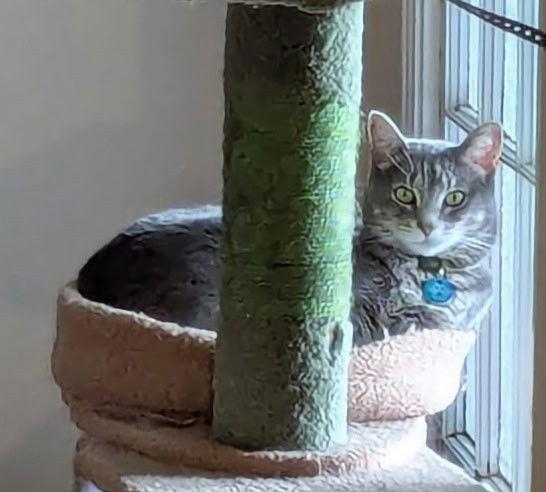 Enlarge Hyrri 6.1.21, a Adoptable Domestic Short Hair in Apopka, FL image 2/3