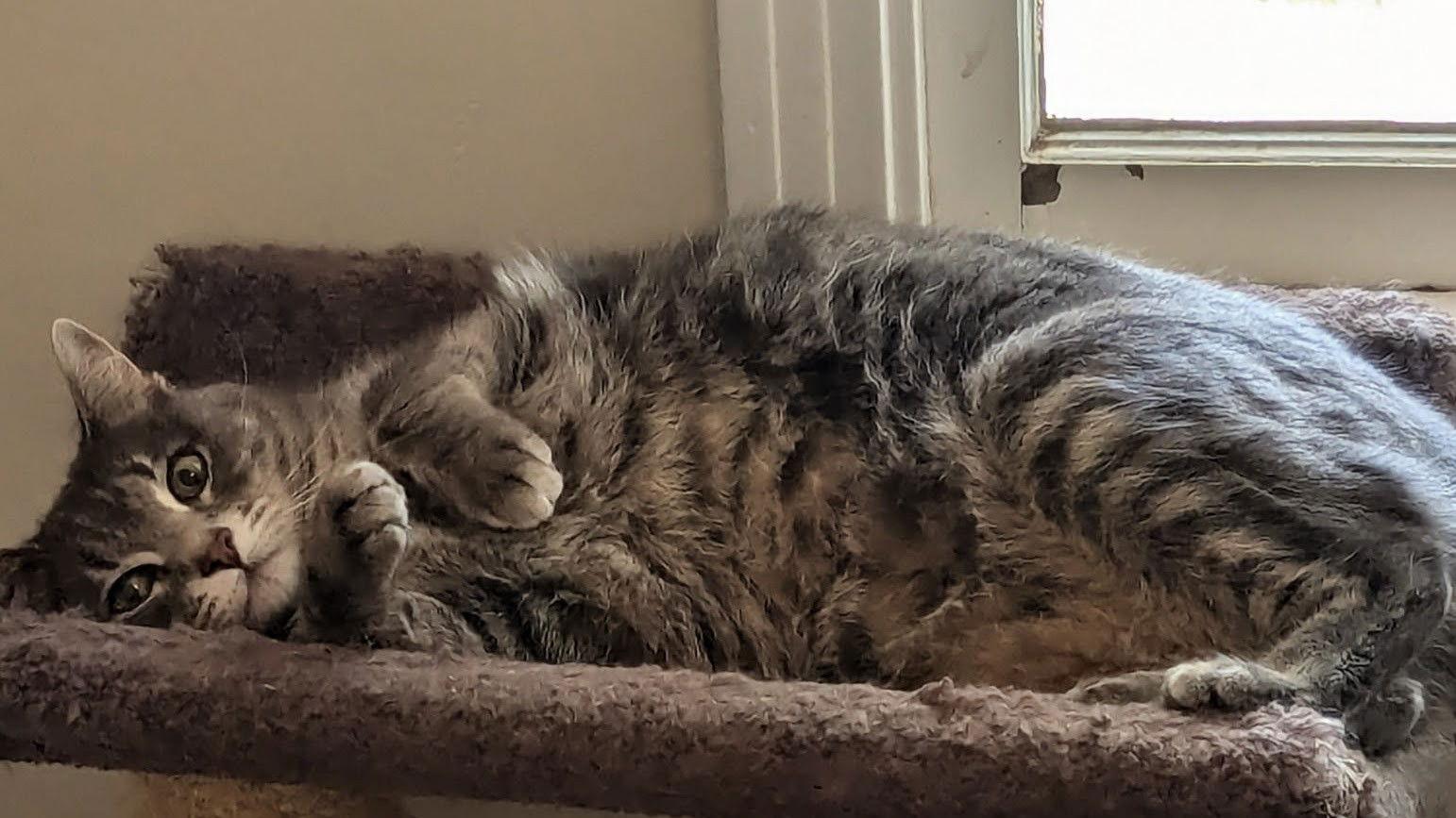 Enlarge Hyrri 6.1.21, a Adoptable Domestic Short Hair in Apopka, FL image 3/3