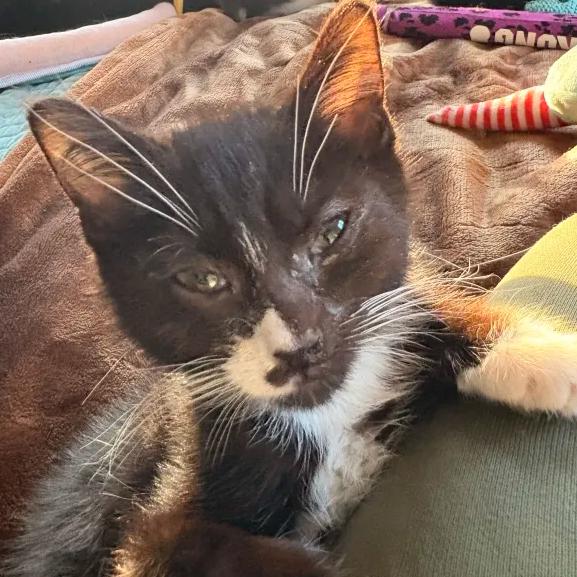 Enlarge Krobus, a Adoptable Domestic Short Hair in Cleveland Heights, OH image 1/1
