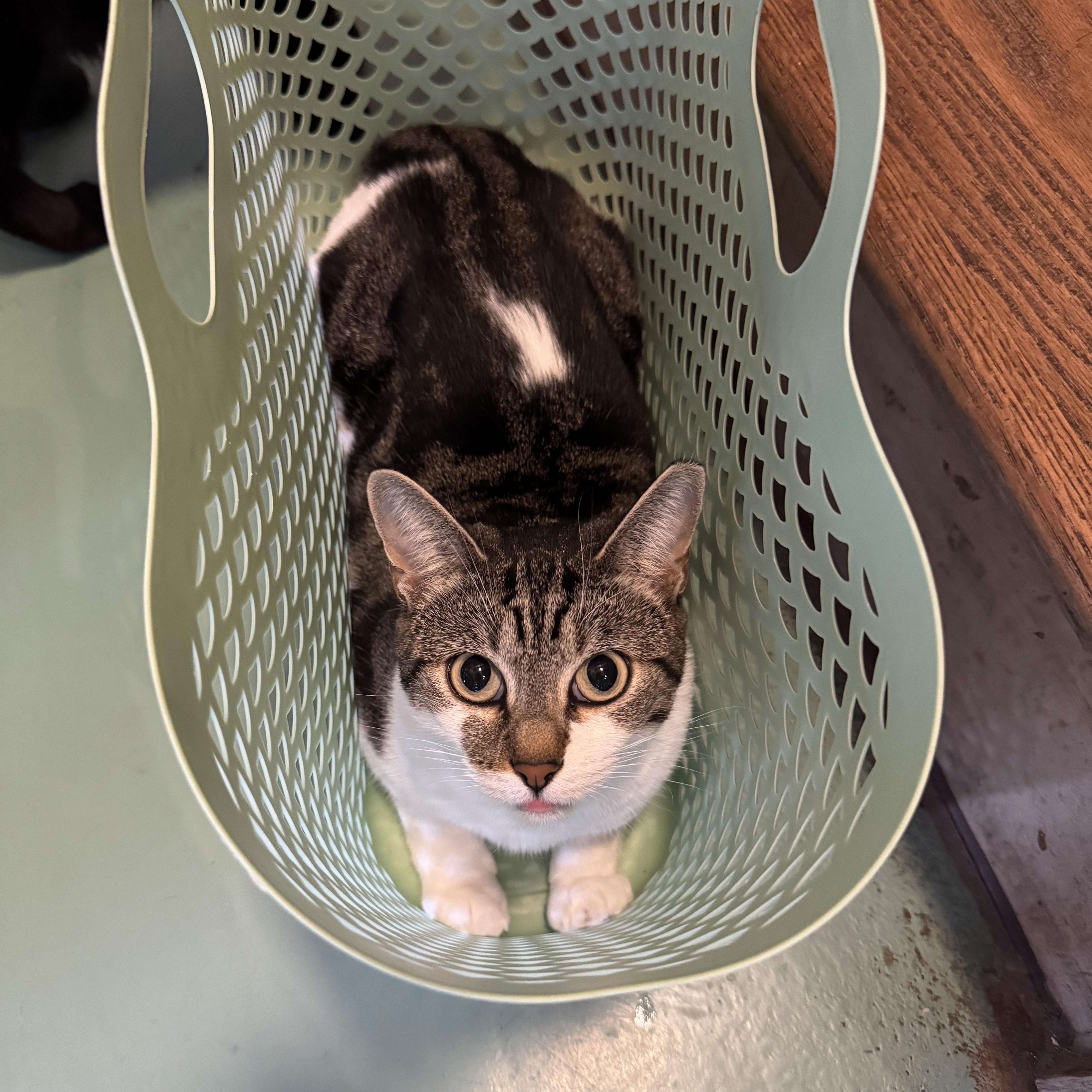 Fish Hook, ADOPTABLE, Adult Female Domestic Short Hair.