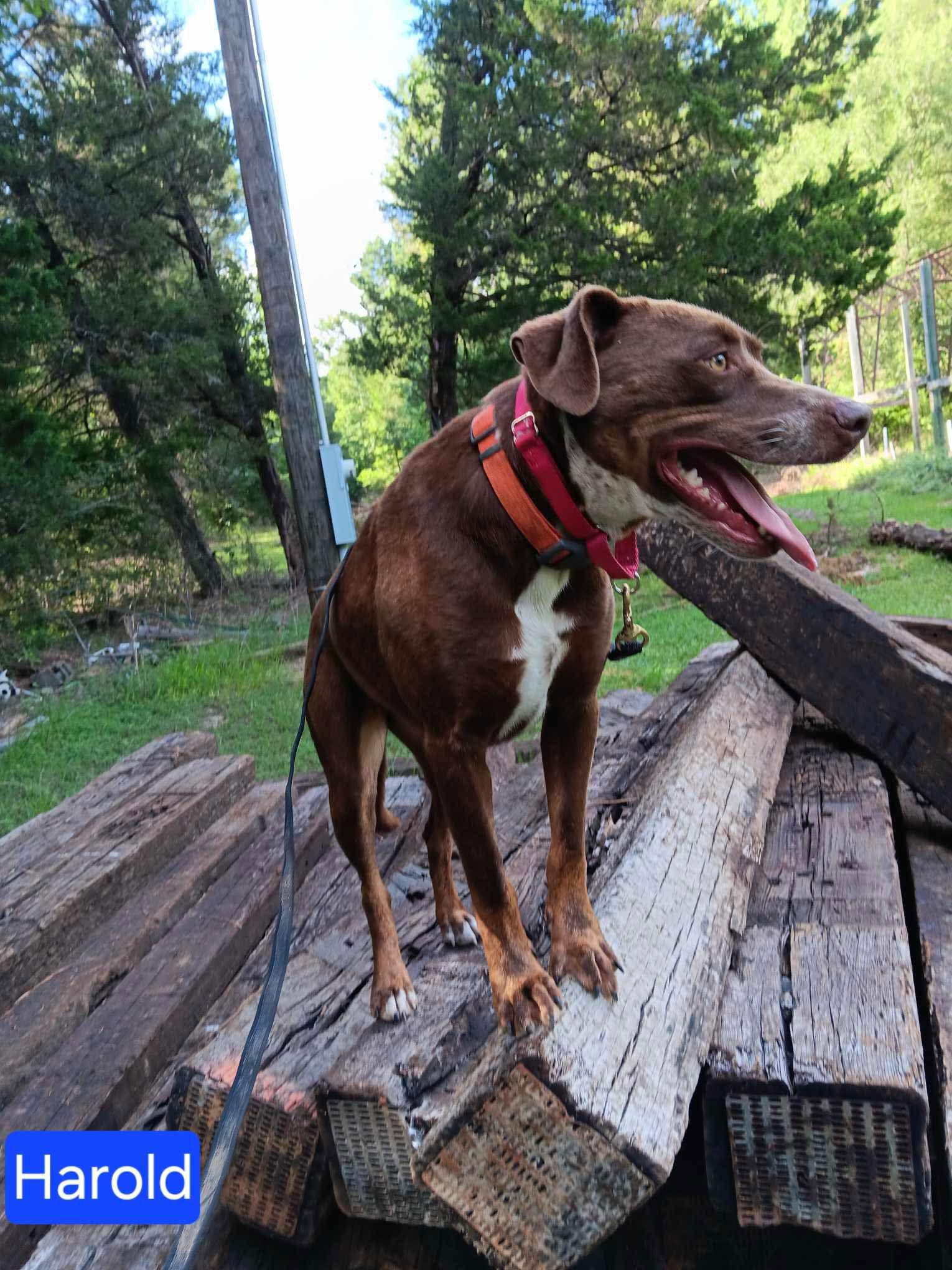 Enlarge Harold, a Adoptable Mixed Breed in Farmerville, LA image 1/2
